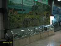 Biodiversity museum