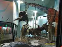 Biodiversity museum