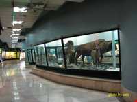Biodiversity museum