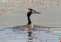 Zarivar Lake ( Zeribar )