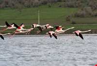 Zarivar Lake ( Zeribar )