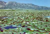 Zarivar Lake ( Zeribar )