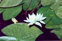 Zarivar Lake ( Zeribar )