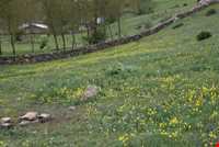 آبشار هریجان