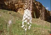 قلعه تاریخی قمچقای بیجار