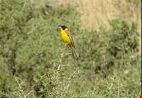 قلعه تاریخی قمچقای بیجار