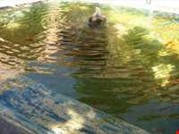 عمارت آصف ( خانه کرد )