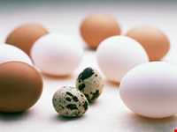 Hileh Marani ( broken eggs )