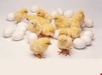 Hileh Marani ( broken eggs )