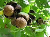 سوغات موجان