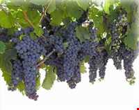 سوغات موجان