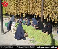 سوغات موجان