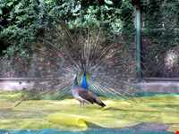 باغ پرندگان اصفهان