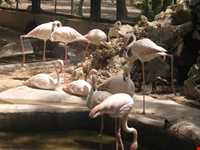 باغ پرندگان اصفهان