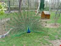 باغ پرندگان اصفهان