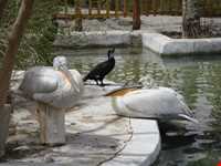 باغ پرندگان اصفهان