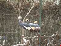 باغ پرندگان اصفهان