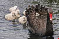 باغ پرندگان اصفهان