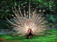 باغ پرندگان اصفهان