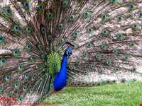 باغ پرندگان اصفهان