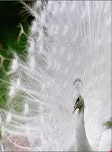 باغ پرندگان اصفهان