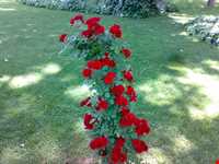 Isfahan Flowers garden