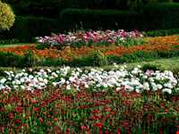 Isfahan Flowers garden