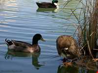 Isfahan Flowers garden