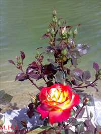 Isfahan Flowers garden