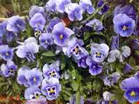 Isfahan Flowers garden