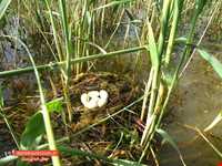 دریاچه پریشان