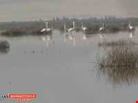 دریاچه پریشان