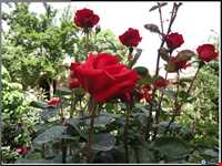 کلیسای سن استپانوس