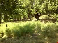 سد شهید کاظمی ( سد بوکان )