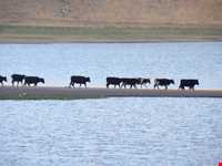 دریاچه نئور