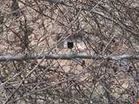 دربند صحنه ( سراب صحنه )