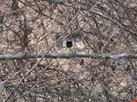 گور دخمه صحنه (  شیرین فرهاد )