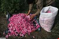 آبلیمو ، گلاب و عرقیجات