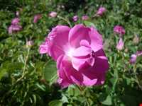 آبلیمو ، گلاب و عرقیجات