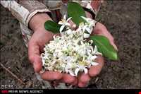 آبلیمو ، گلاب و عرقیجات