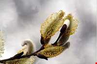 آبلیمو ، گلاب و عرقیجات