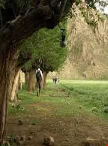 روستای افجه