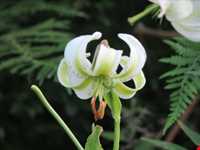 گل سوسن چلچراغ در روستای داماش