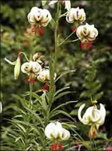 گل سوسن چلچراغ در روستای داماش