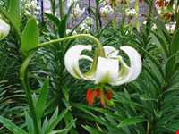 گل سوسن چلچراغ در روستای داماش