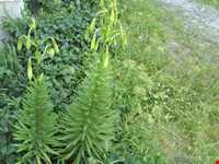 گل سوسن چلچراغ در روستای داماش