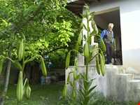 گل سوسن چلچراغ در روستای داماش