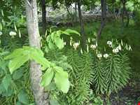 گل سوسن چلچراغ در روستای داماش