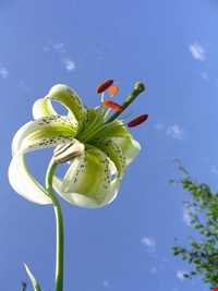 گل سوسن چلچراغ در روستای داماش