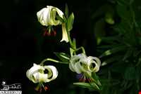 گل سوسن چلچراغ در روستای داماش